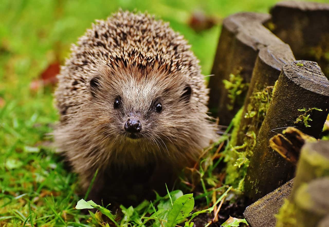 hedgehogs help with ED